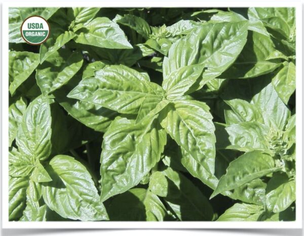 Product image of Herb, Basil: Genovese