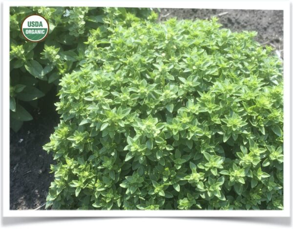 Product image of Herb, Basil: Greek Miniature