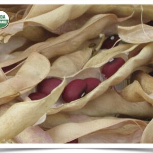 Product image of Bean, Dry: Hidatsa Red