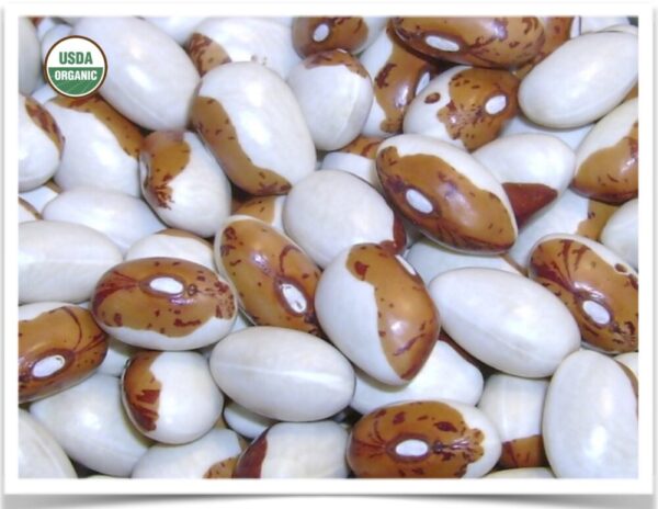 Product image of Bean, Dry: Hidatsa Shield Figure