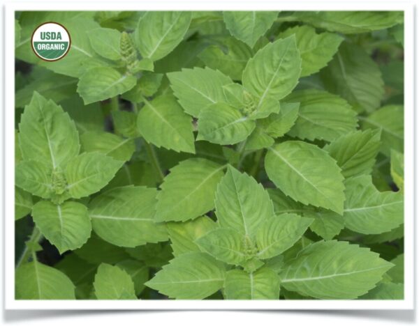 Product image of Herb, Basil: Tulsi / Holy Basil