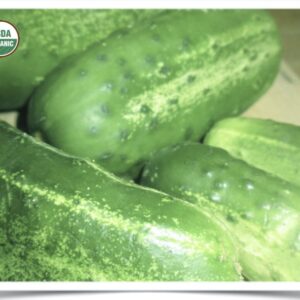 Product image of Cucumber: Homemade Pickles