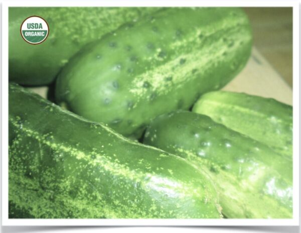 Product image of Cucumber: Homemade Pickles