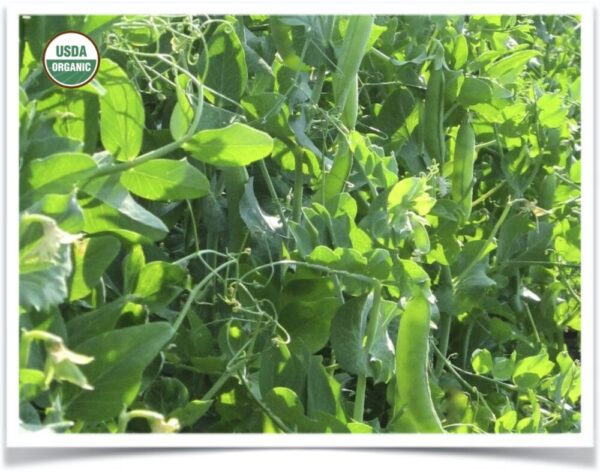Product image of Peas: Homesteader