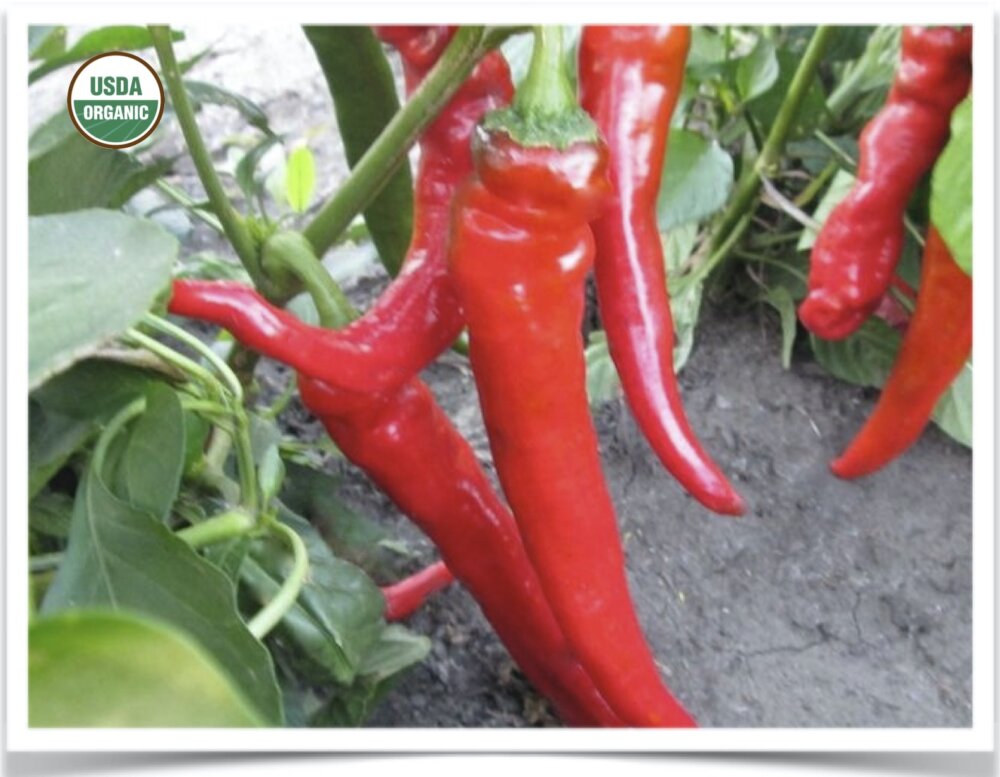 Pepper Hot Portugal Shop North Dakota