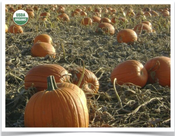 Product image of Pumpkin: Howden Dakota Strain