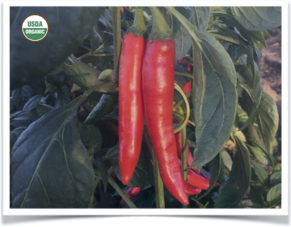 Product image of Pepper: Korean Sister-in-law