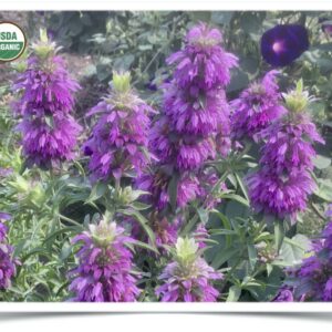 Product image of Flower, Monarda: Lemon Bergamot