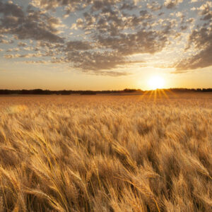 Product image of North Dakota Ripened Wheat Field at Sunset – Photo