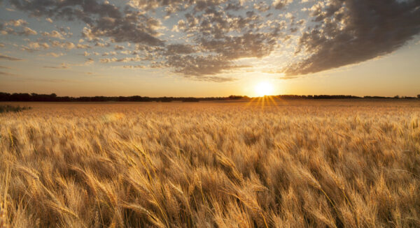 Shop North Dakota North Dakota Ripened Wheat Field at Sunset – Photo