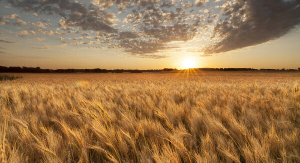 Product image of North Dakota Ripened Wheat Field at Sunset – Photo