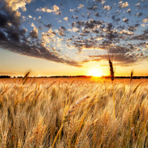 Product image of North Dakota Wheat Field and Sunset – Photo