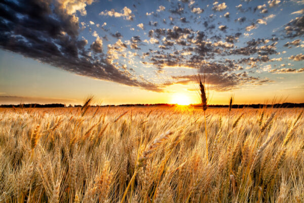 Product image of North Dakota Wheat Field and Sunset – Photo