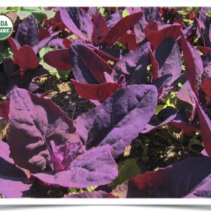 Shop North Dakota Orach: Magenta Magic