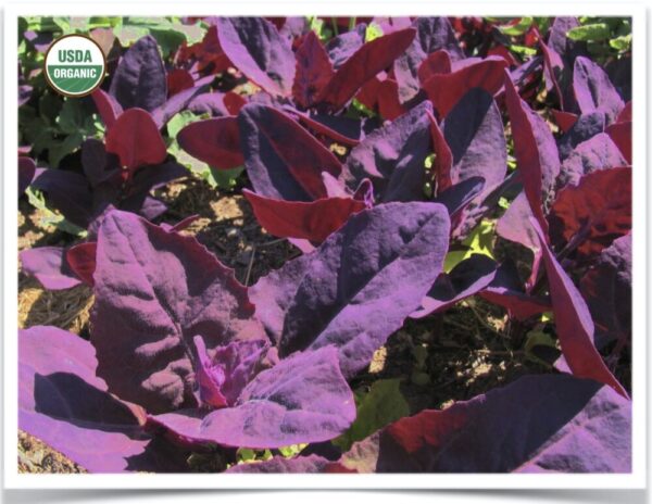 Product image of Orach: Magenta Magic