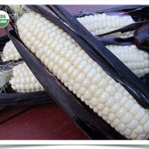 Product image of Sweet Corn: Martian Jewels