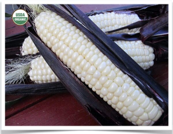 Product image of Sweet Corn: Martian Jewels