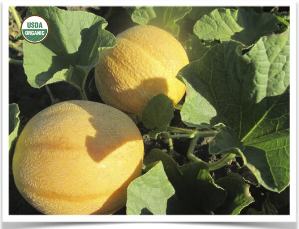 Product image of Melon: Minnesota Midget