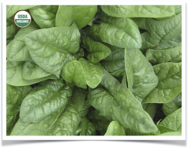 Product image of Spinach: Nobel