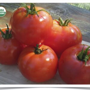 Shop North Dakota Tomato: Oregon Spring