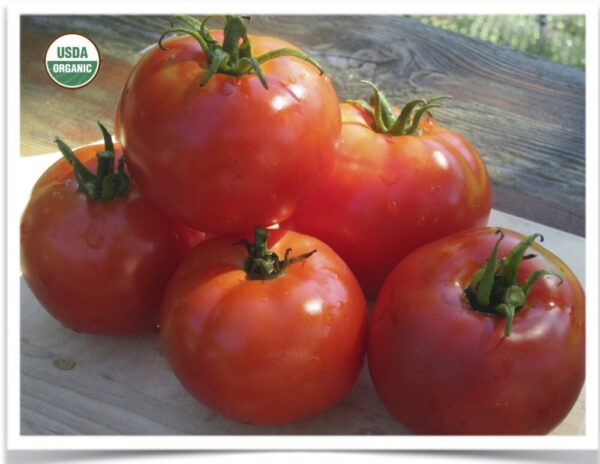 Product image of Tomato: Oregon Spring