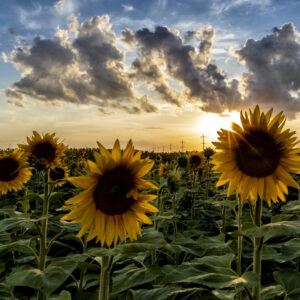 Product image of Sun Peaking Through the Sunflowers – Photo