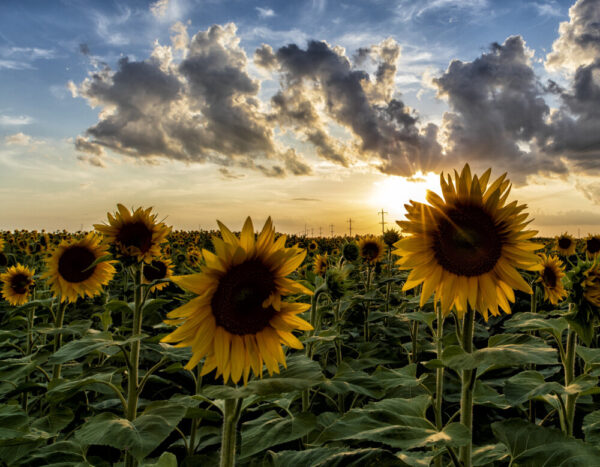 Product image of Sun Peaking Through the Sunflowers – Photo