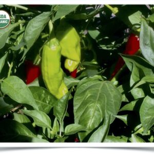 Product image of Pepper: Pepperoncini Greek