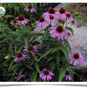 Product image of Flower, Echinacea: Purple Coneflower