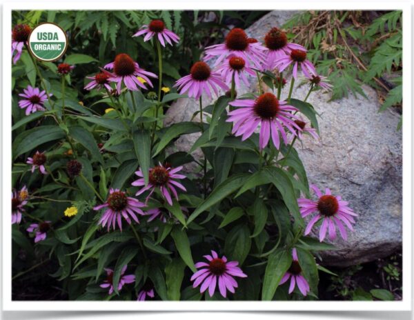 Shop North Dakota Flower, Echinacea: Purple Coneflower
