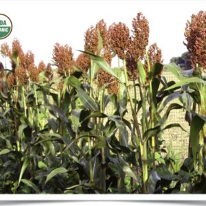 Product image of Sorghum: Red Kaoliang