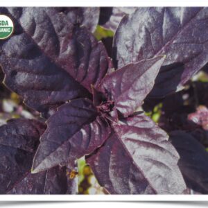 Product image of Herb, Basil: Red Rubin