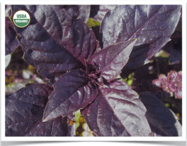 Product image of Herb, Basil: Red Rubin