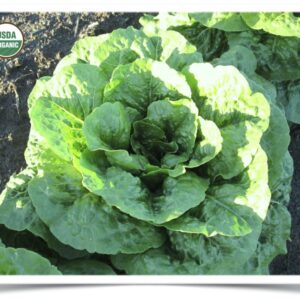 Product image of Lettuce: Romulus