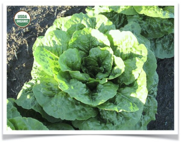 Product image of Lettuce: Romulus