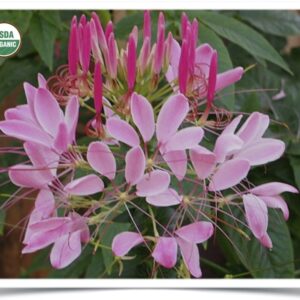 Product image of Flower, Cleome: Rose Queen