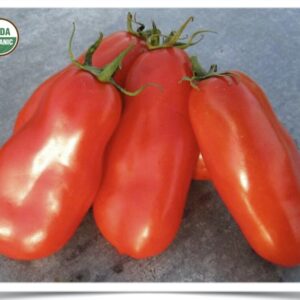 Product image of Tomato: San Marzano