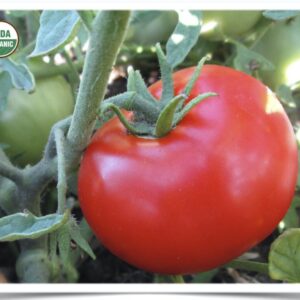 Product image of Tomato: Sheyenne