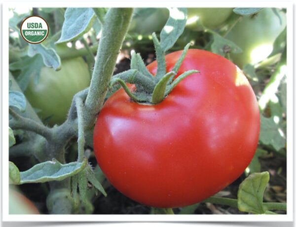 Product image of Tomato: Sheyenne