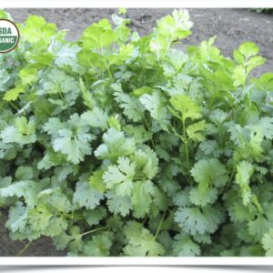 Product image of Herb, Cilantro: Slow Bolt