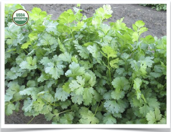 Product image of Herb, Cilantro: Slow Bolt