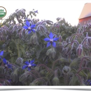 Shop North Dakota Flower, Borage: Starflower