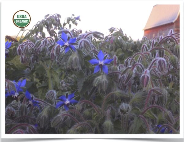 Product image of Flower, Borage: Starflower