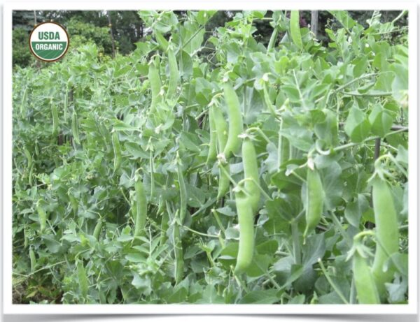 Product image of Peas: Sugar Snap