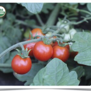 Product image of Tomato, Cherry: Sweet Aperitif