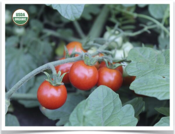 Shop North Dakota Tomato, Cherry: Sweet Aperitif