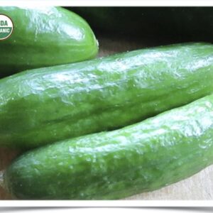 Product image of Cucumber: Tendergreen