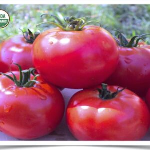 Shop North Dakota Tomato: Silvery Fir Tree