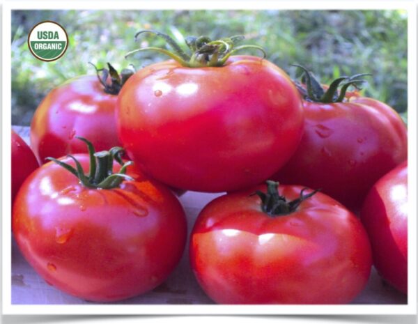 Product image of Tomato: Silvery Fir Tree