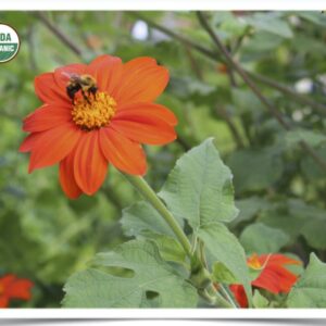 Product image of Flower, Mexican Sunflower: Torch